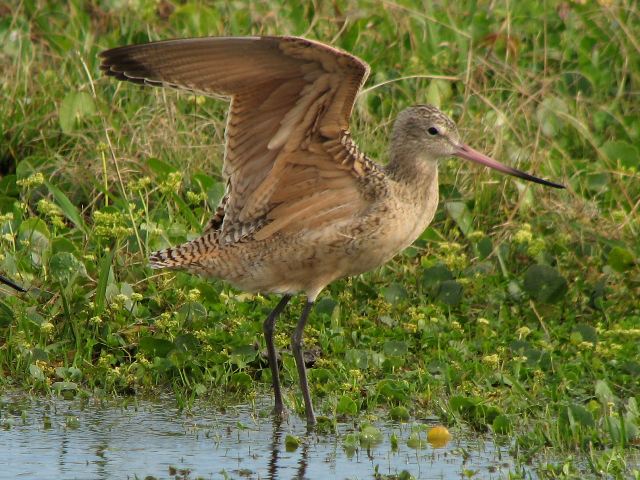 Marbled Godwits